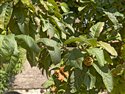 Mespilus germanica
