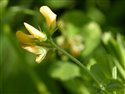 Medicago arabica