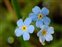 Plants thought to be native to the British Isles, Myosotis secunda
