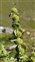 Plant, Marrubium vulgare
