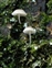 Fungi and Lichens, Mycena sp. (2)