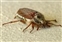 Scarabaeidae, Melolontha melolontha