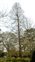 Taxonomic plant kingdom, Metasequoia glyptostroboides