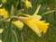 Corona, Narcissus pseudonarcissus