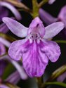 Orchid 'Butterfly Wings'