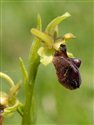 Ophrys sphegodes