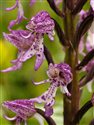 Orchis x angusticruris