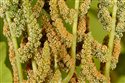 Osmunda regalis