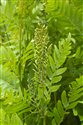 Osmunda regalis
