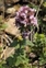 Perennial, Origanum vulgare