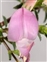 Flower, Ononis spinosa