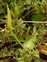 Ophioglossales, Ophioglossum vulgatum