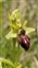 Scarce, Ophrys sphegodes