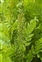 Taxonomic plant kingdom, Osmunda regalis