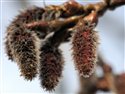 Populus tremula