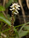 Persicaria vivipara
