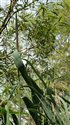 Phragmites australis