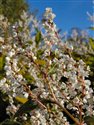 Persicaria wallichii