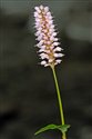 Persicaria bistorta
