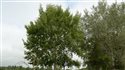 Populus tremula