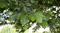 Platanus x hispanica
