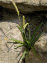 Plantago coronopus