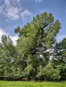 Populus nigra