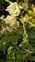 White flowers, Pseudofumaria alba