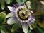 The Passion-flower family, Passifloraceae, Passiflora caerulea