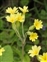 Yellow flowers, Primula x polyantha