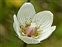 White flowers, Parnassia palustris