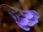 Purple flowers, Pinguicula vulgaris