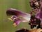 Anther, Pedicularis palustris