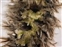 Green flowers, Populus tremula
