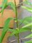 Bud, Polygonatum verticillatum