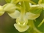 Pollinia, Platanthera chlorantha