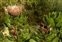 The Protea family, Proteaceae, Protea cynaroides