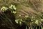 Plant, Primula vulgaris