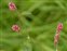 Pink flowers, Persicaria maculosa