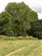 Herefordshire, Populus nigra