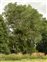 Herefordshire, Populus nigra