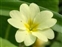 Pin, Primula vulgaris
