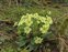 Plant, Primula vulgaris