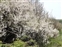 Glamorganshire, Prunus spinosa