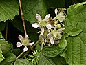 Rubus aquarum