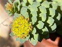 Rhodiola rosea