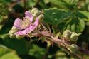 Rubus ordovicum