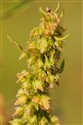 Rumex palustris