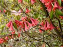 Rhododendron cinnibarinum