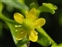 The Buttercup family, Ranunculaceae, Ranunculus sceleratus